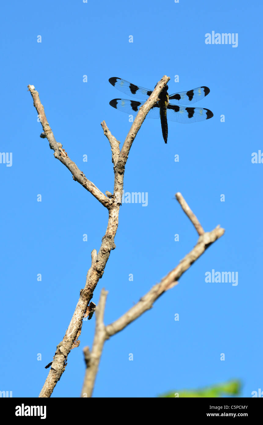 A Black Dragonfly on a Branch on a Blue Background Stock Photo - Alamy