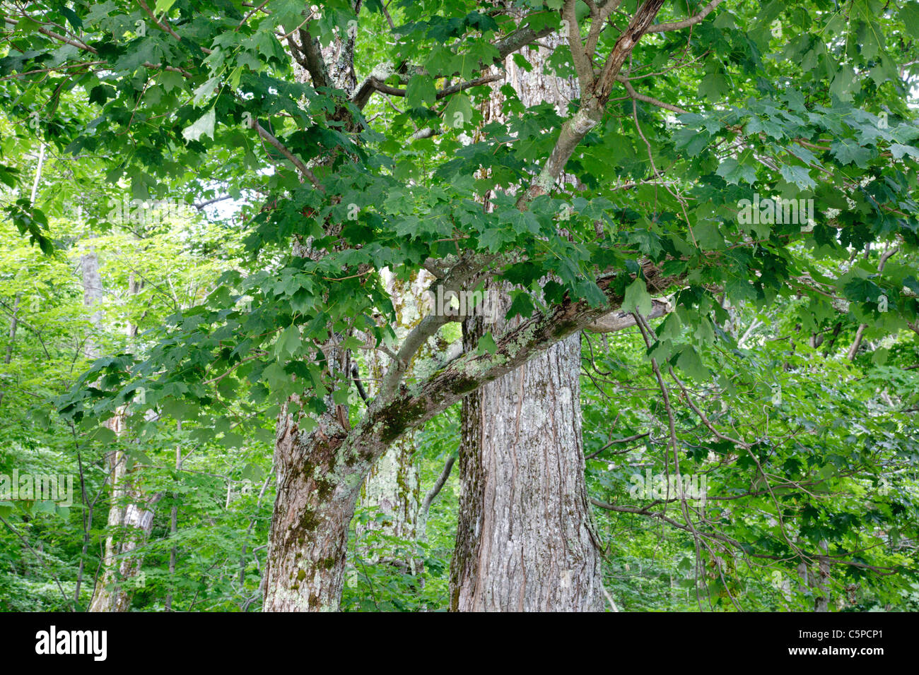 Sugar maple trees in a Semi-rich mesic sugar maple forest during the summer months in Franconia, New Hampshire Stock Photo