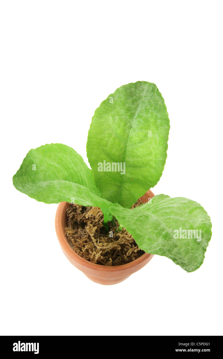 Plant pot cut out Cut Out Stock Images & Pictures - Alamy