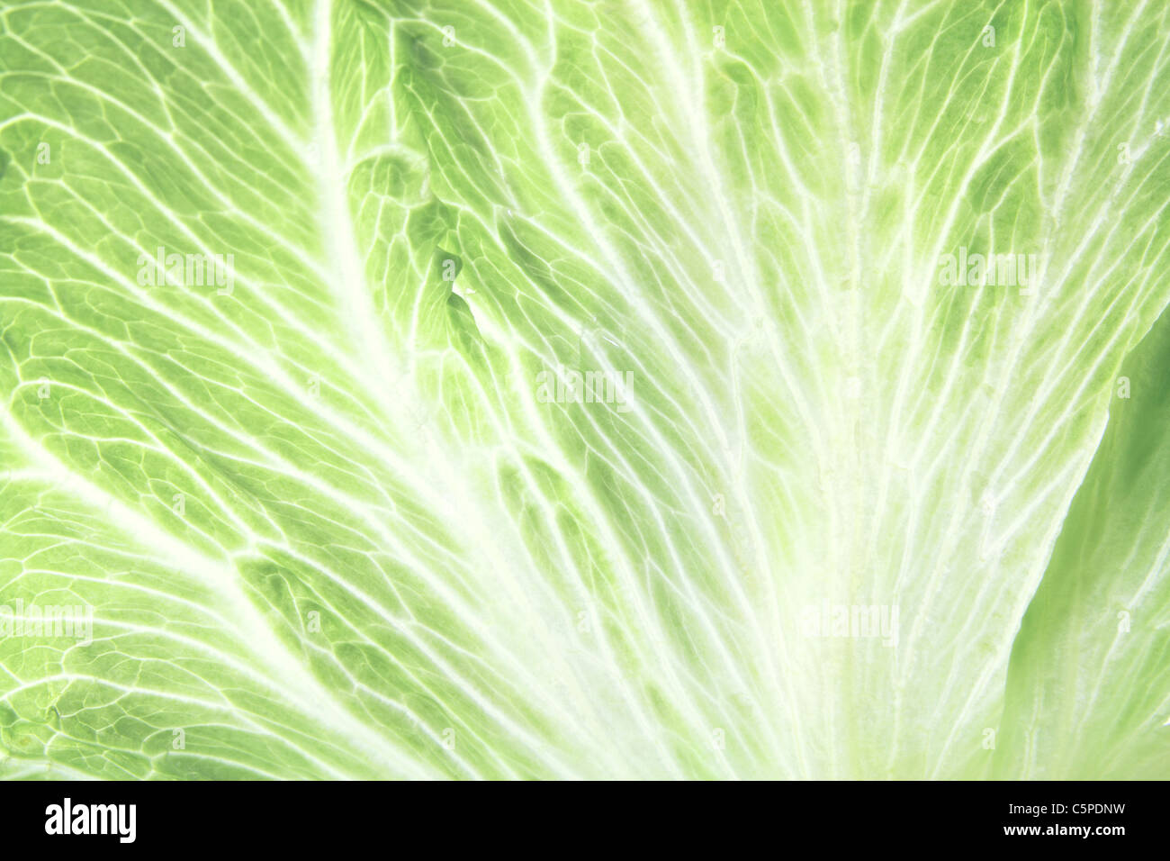Iceberg Lettuce Leaf Stock Photo Alamy