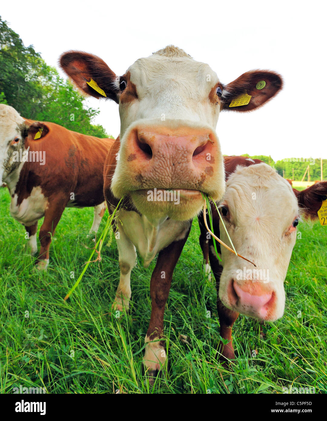 Close up and wide angle of an inquisitive cow against pure white background Stock Photo