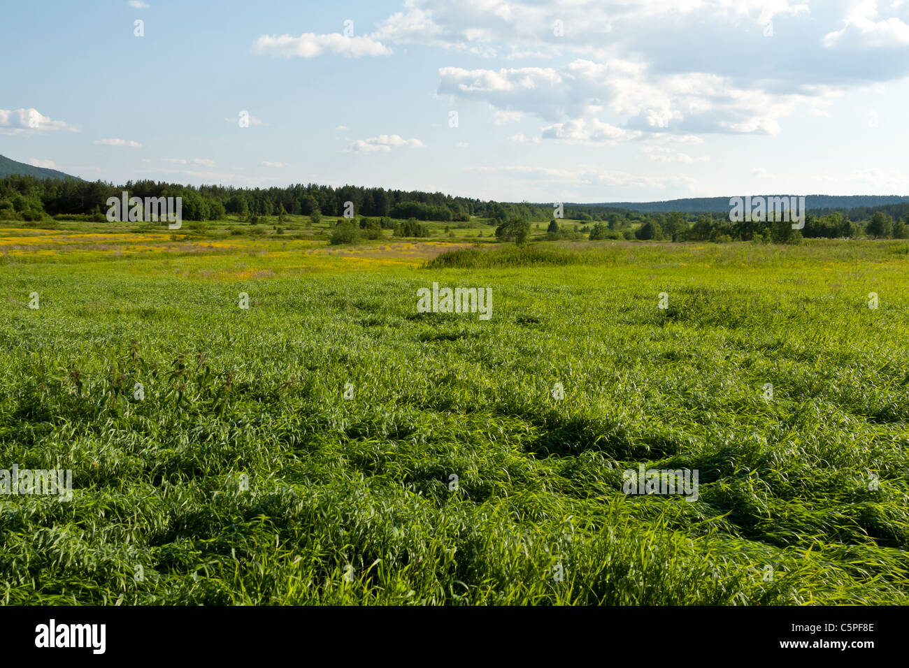 landscape green grass, woods and sky with clouds Stock Photo - Alamy