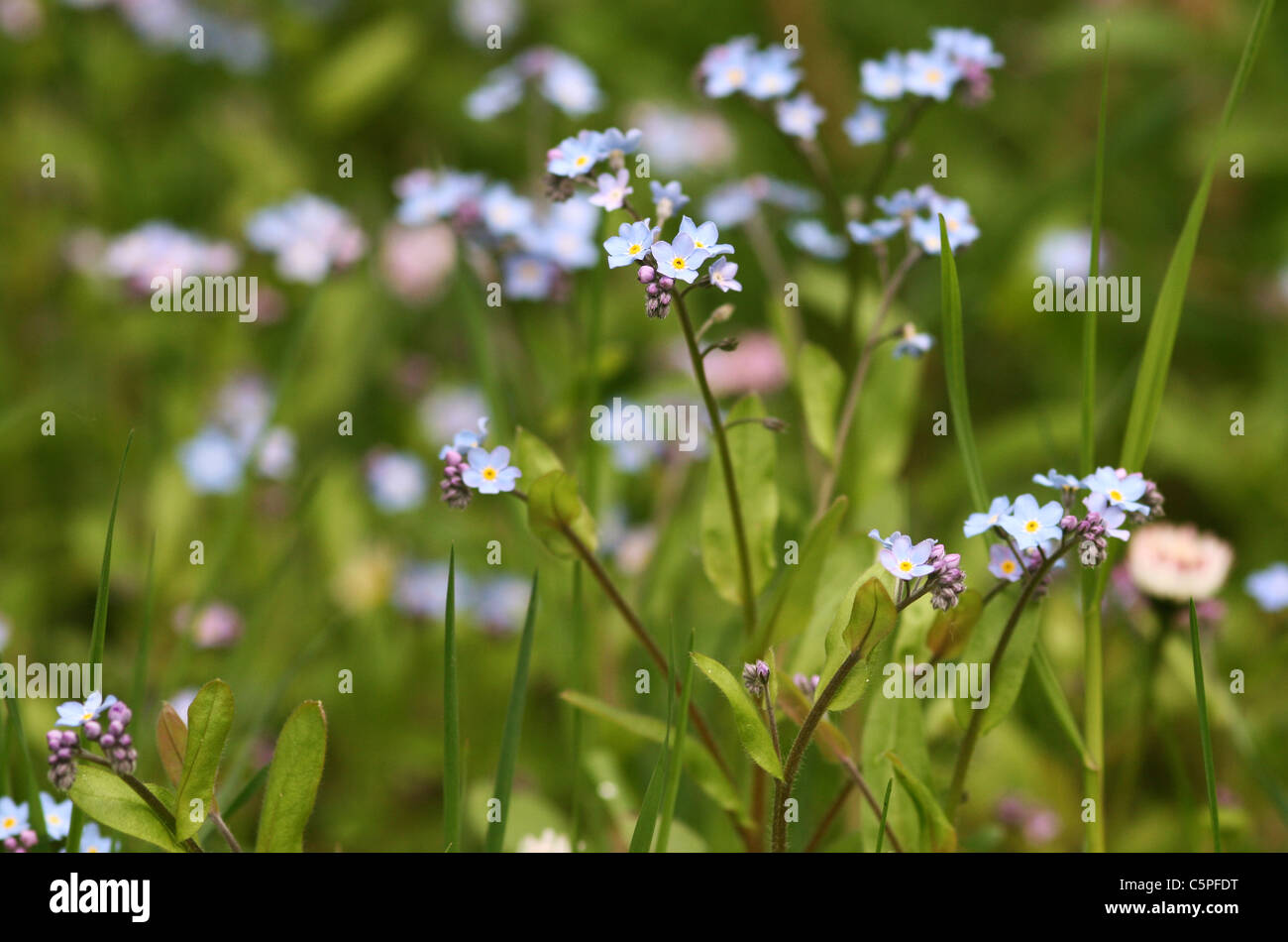 beautiful blue flowers in garden Stock Photo - Alamy
