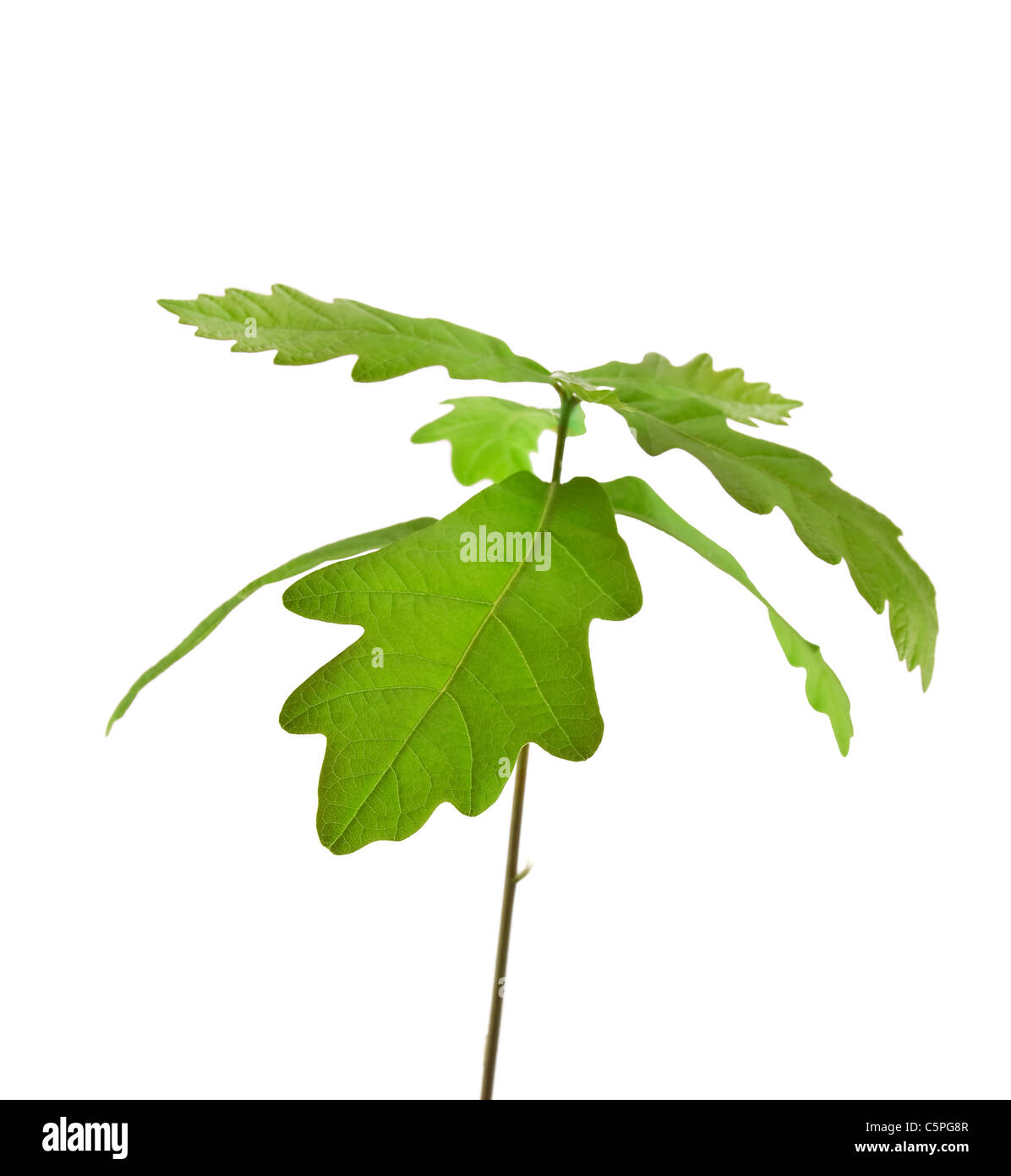 Oak tree flower hi-res stock photography and images - Alamy