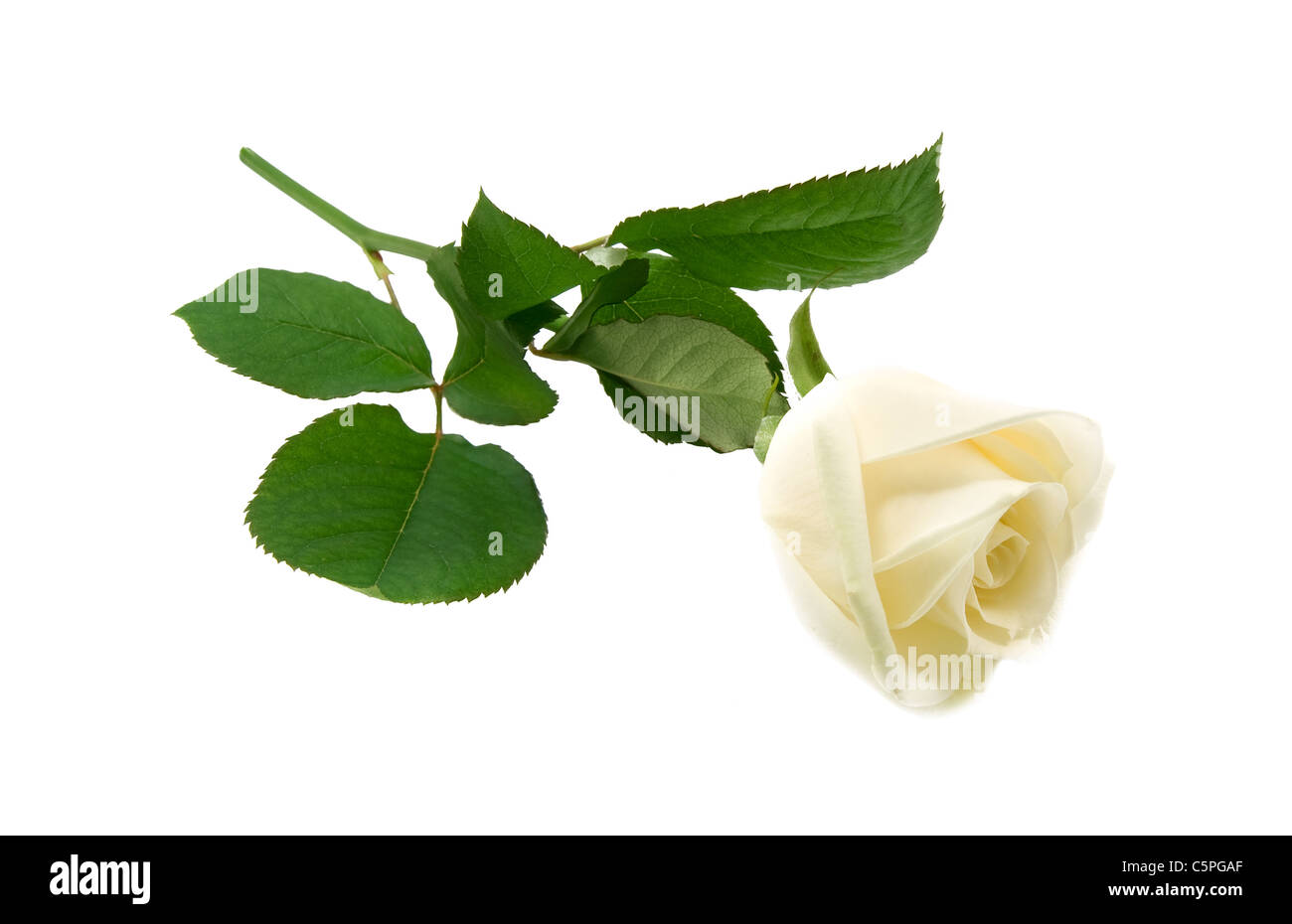 white rose is isolated on a white background Stock Photo - Alamy