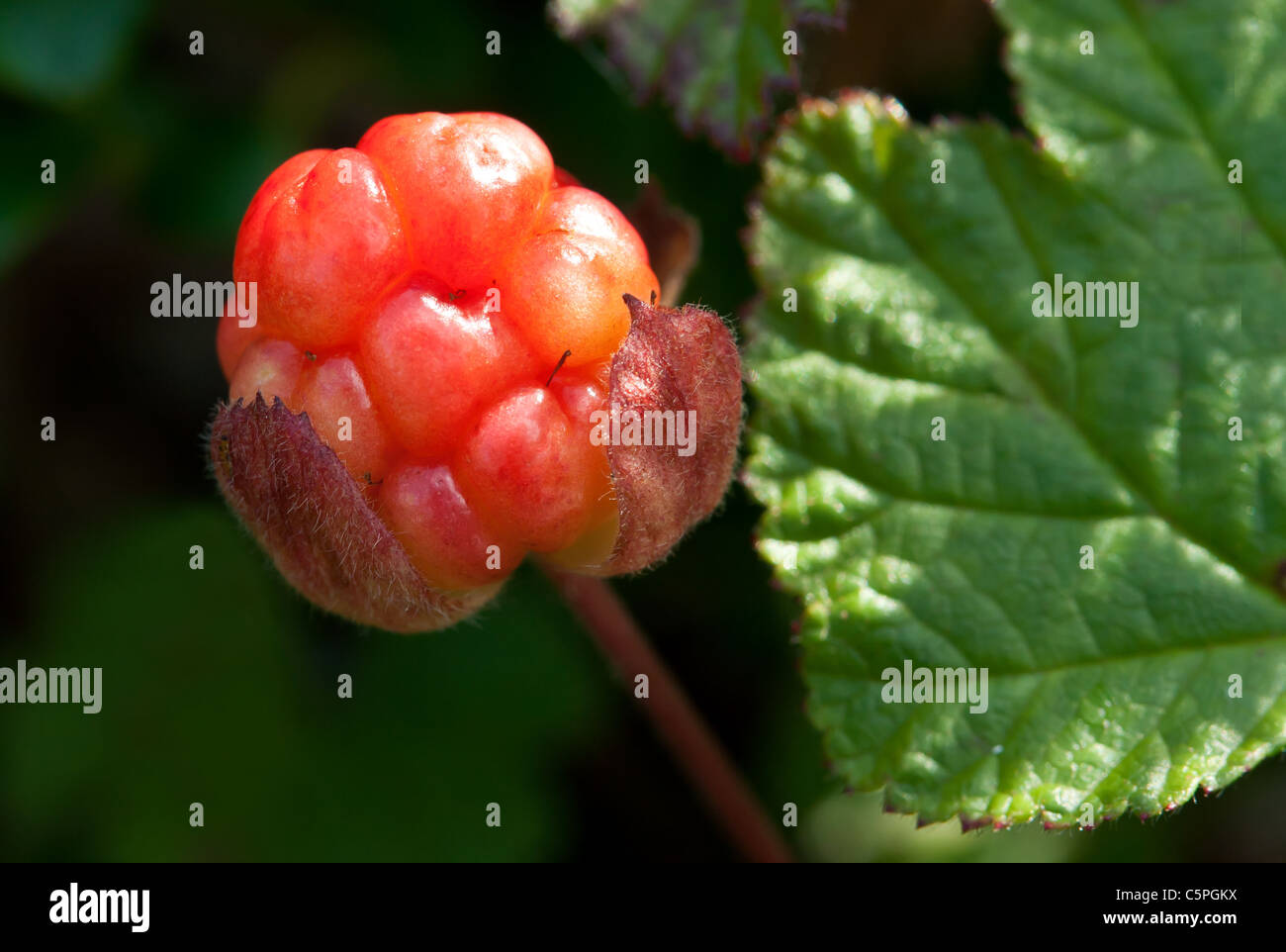 berry cloudberry leaves on the background of the forest Stock Photo