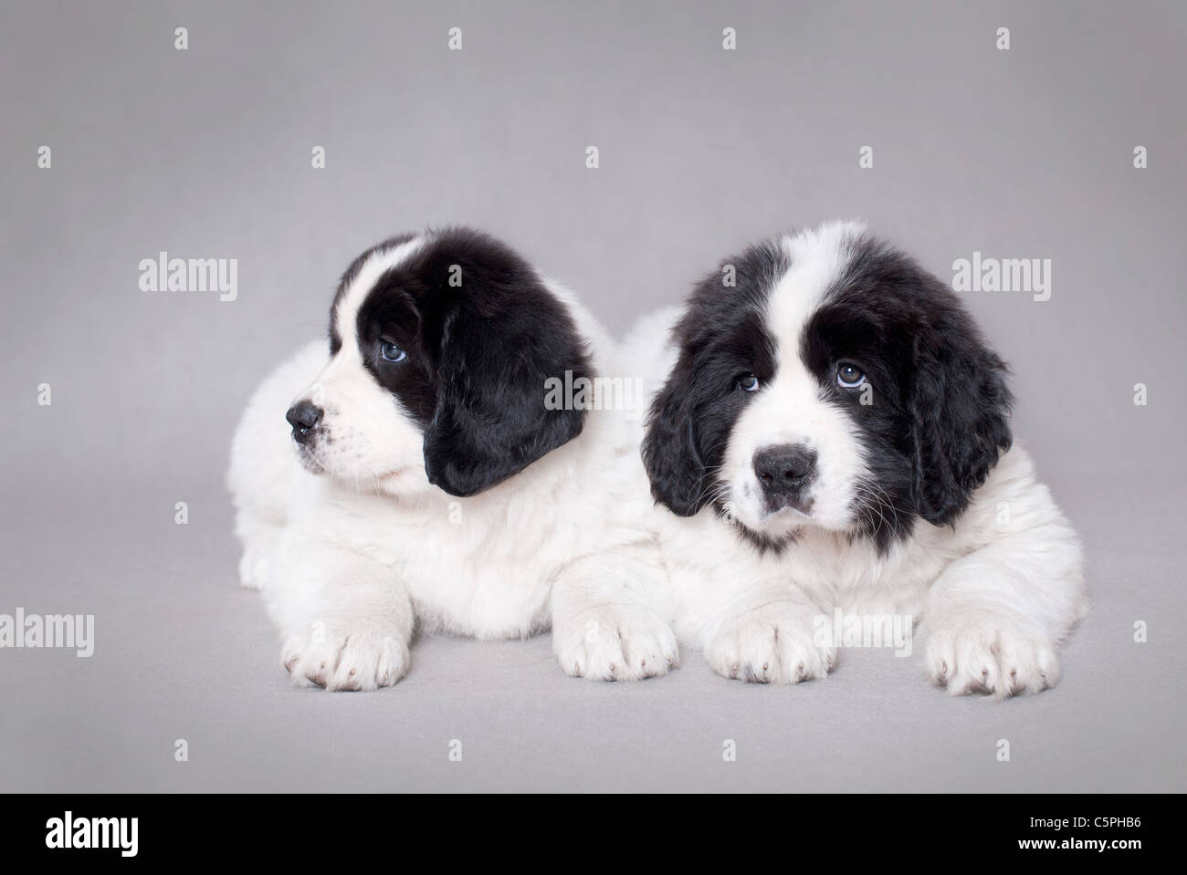 Two little Landseer (newfoundland type) puppies portrait at grey background Stock Photo