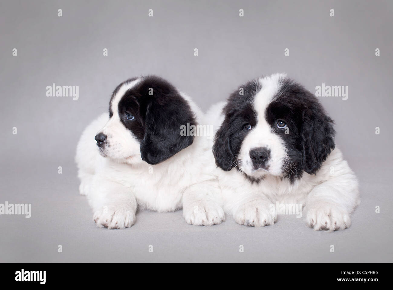 Gray and white best sale newfoundland