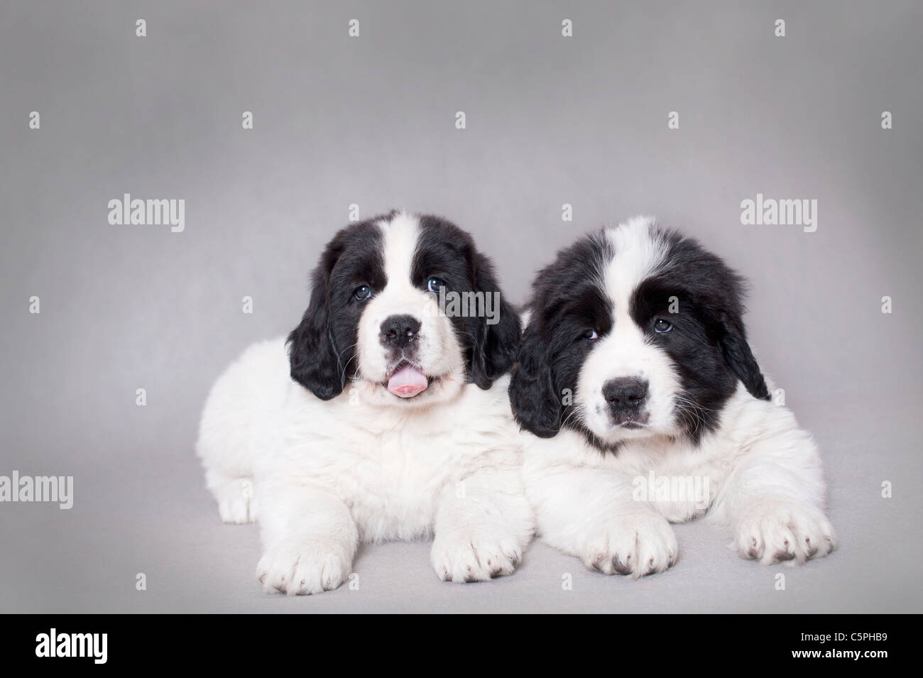 Two little Landseer (newfoundland type) puppies portrait at grey background Stock Photo