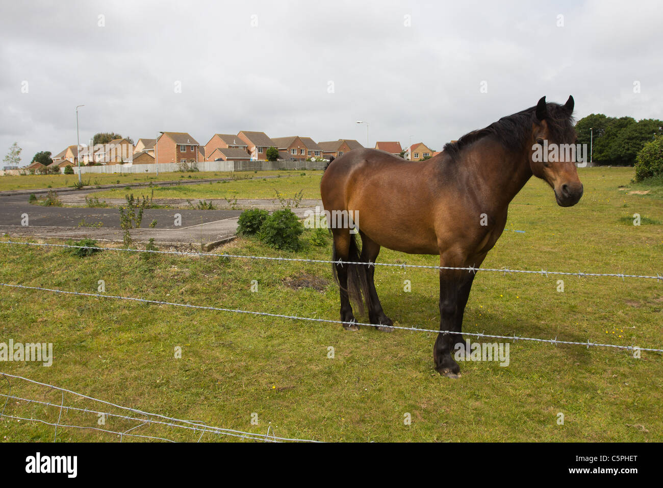 Horse grazing on Highmoor Farm next to Talbot Village. Poole, Dorset, UK. Stock Photo
