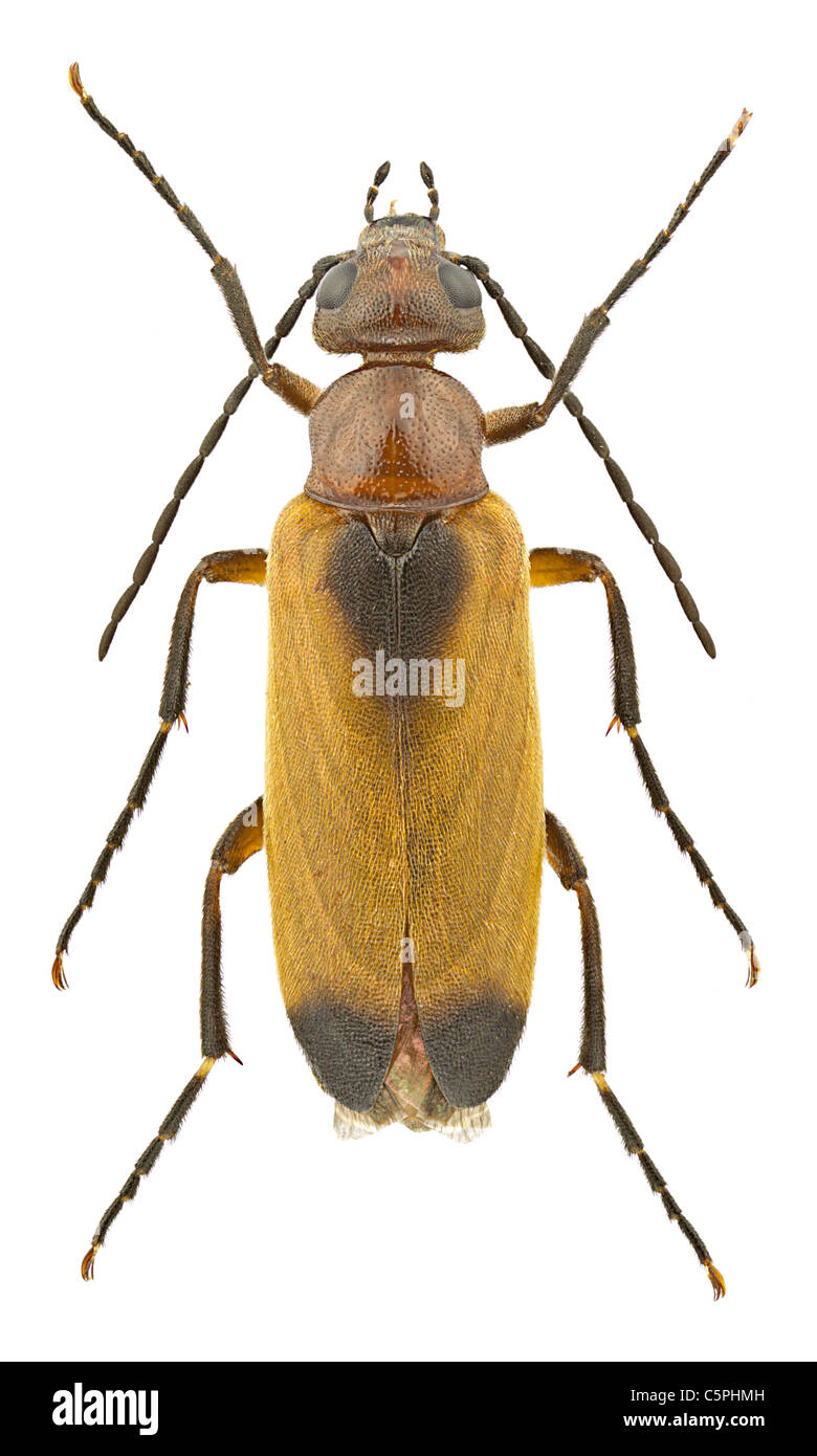 Female of Zonitis flava isolated on a white background Stock Photo Alamy
