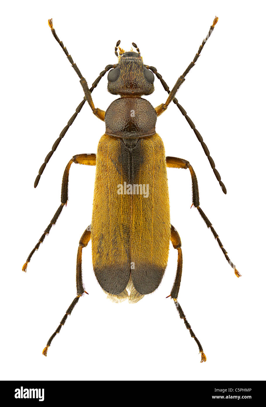 Male of Zonitis flava isolated on a white background Stock Photo Alamy