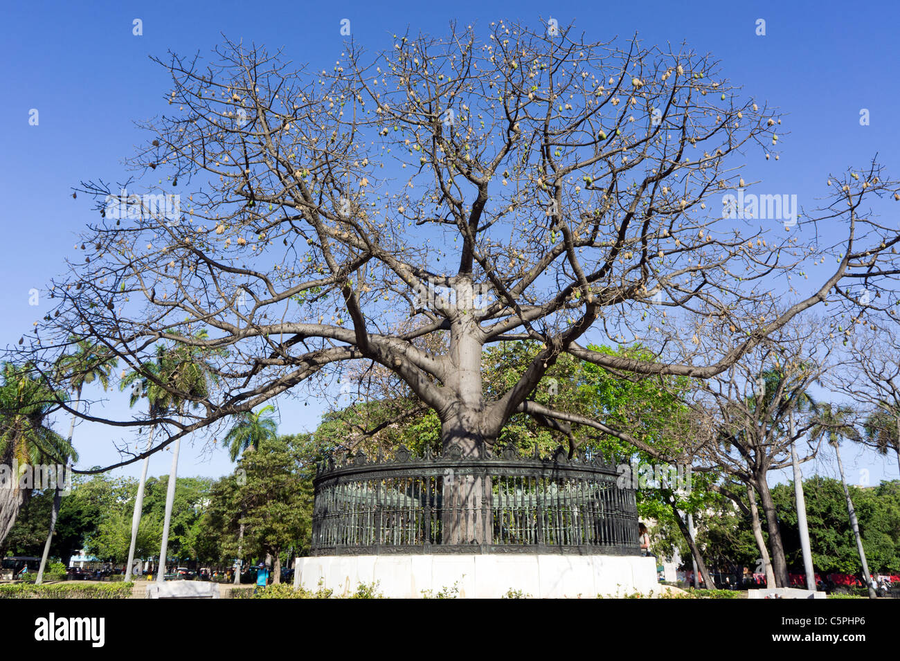 Ceiba tree cuba hires stock photography and images Alamy