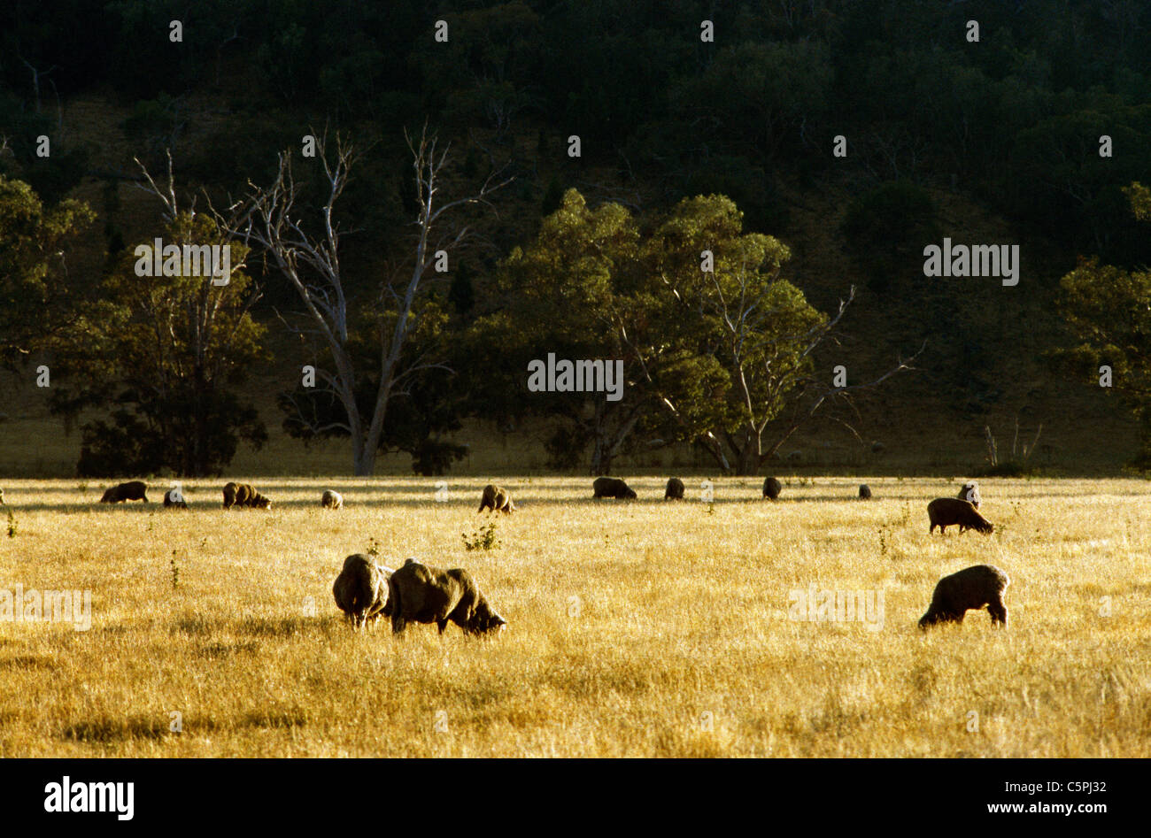 New South Wales Australia Murga Sheep Station Sheep Stock Photo Alamy