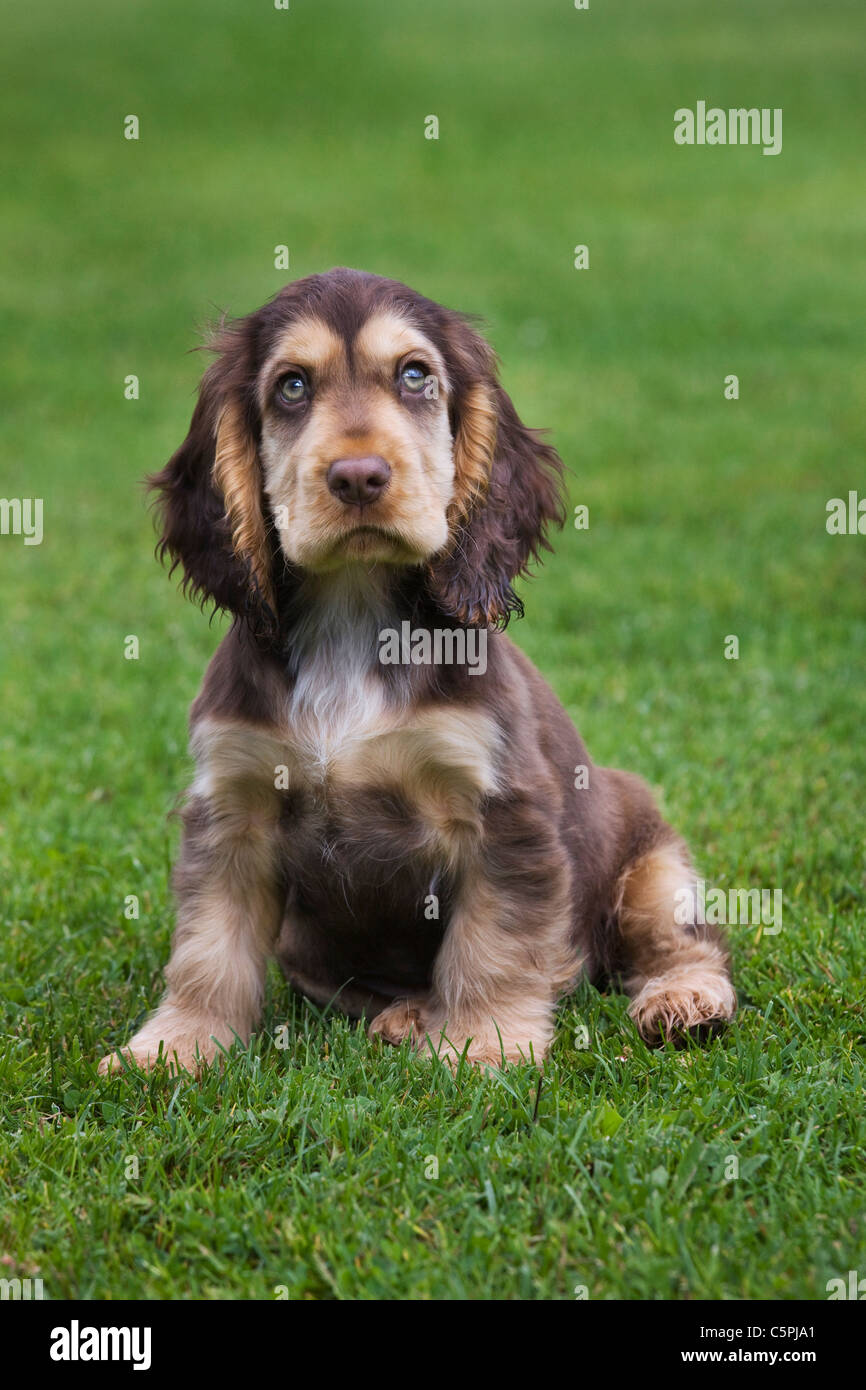 Chocolate roan cocker spaniel cheap puppy