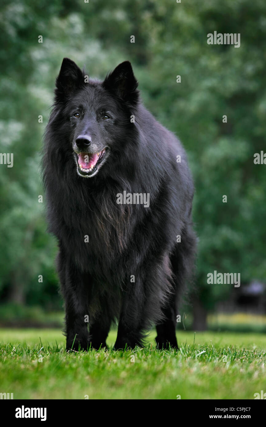 Black Belgian Shepherd Dog Groenendael Canis Lupus Familiaris In Stock Photo Alamy