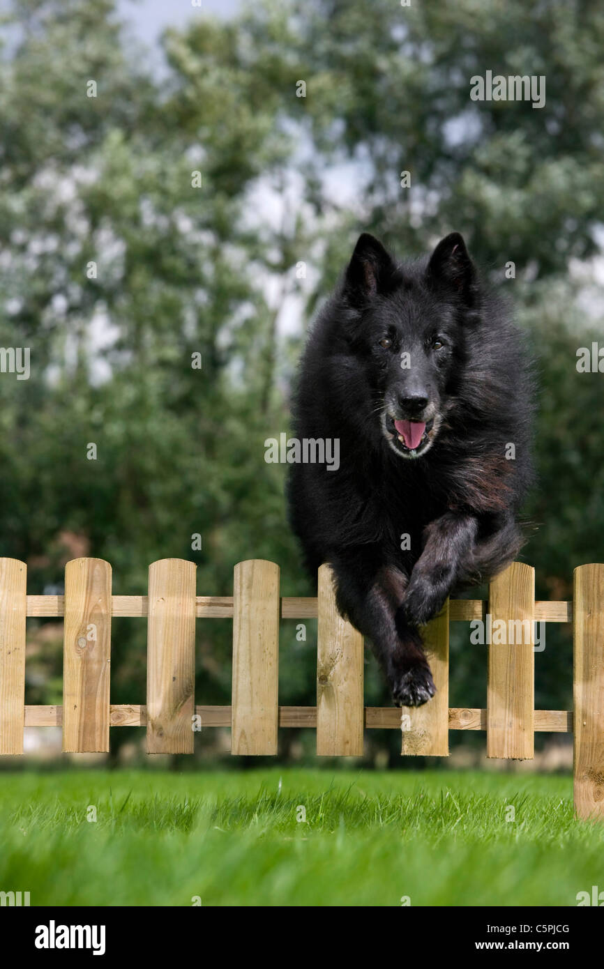Belgian Shepherd Dog / Groenendael (Canis lupus familiaris) jumping over wooden garden fence Stock Photo