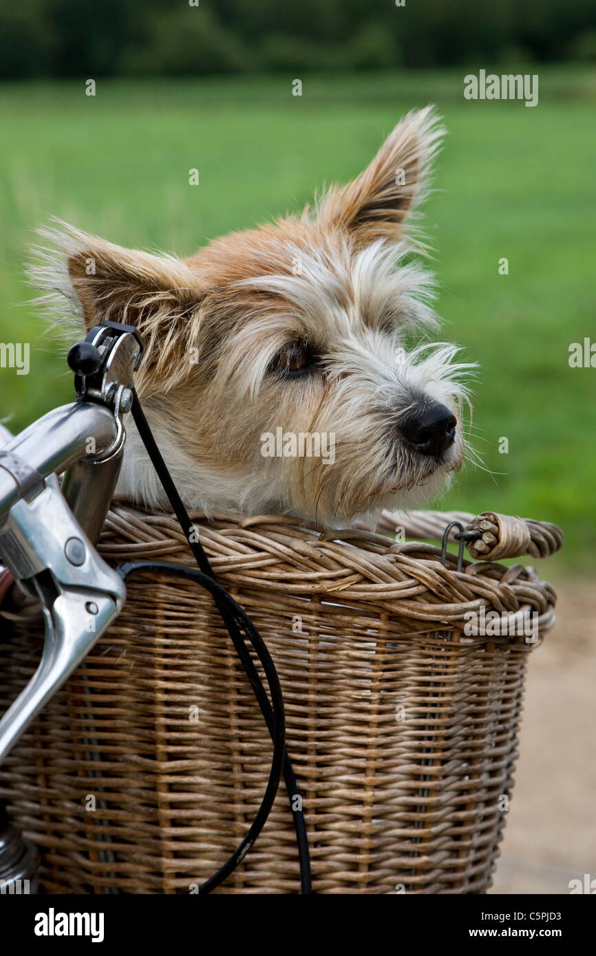 Rough jack russell terrier hires stock photography and images Alamy