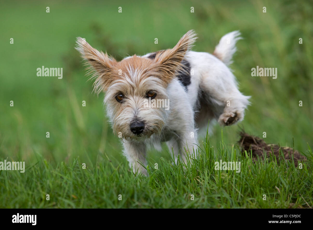 Rough jack russell terrier hires stock photography and images Alamy