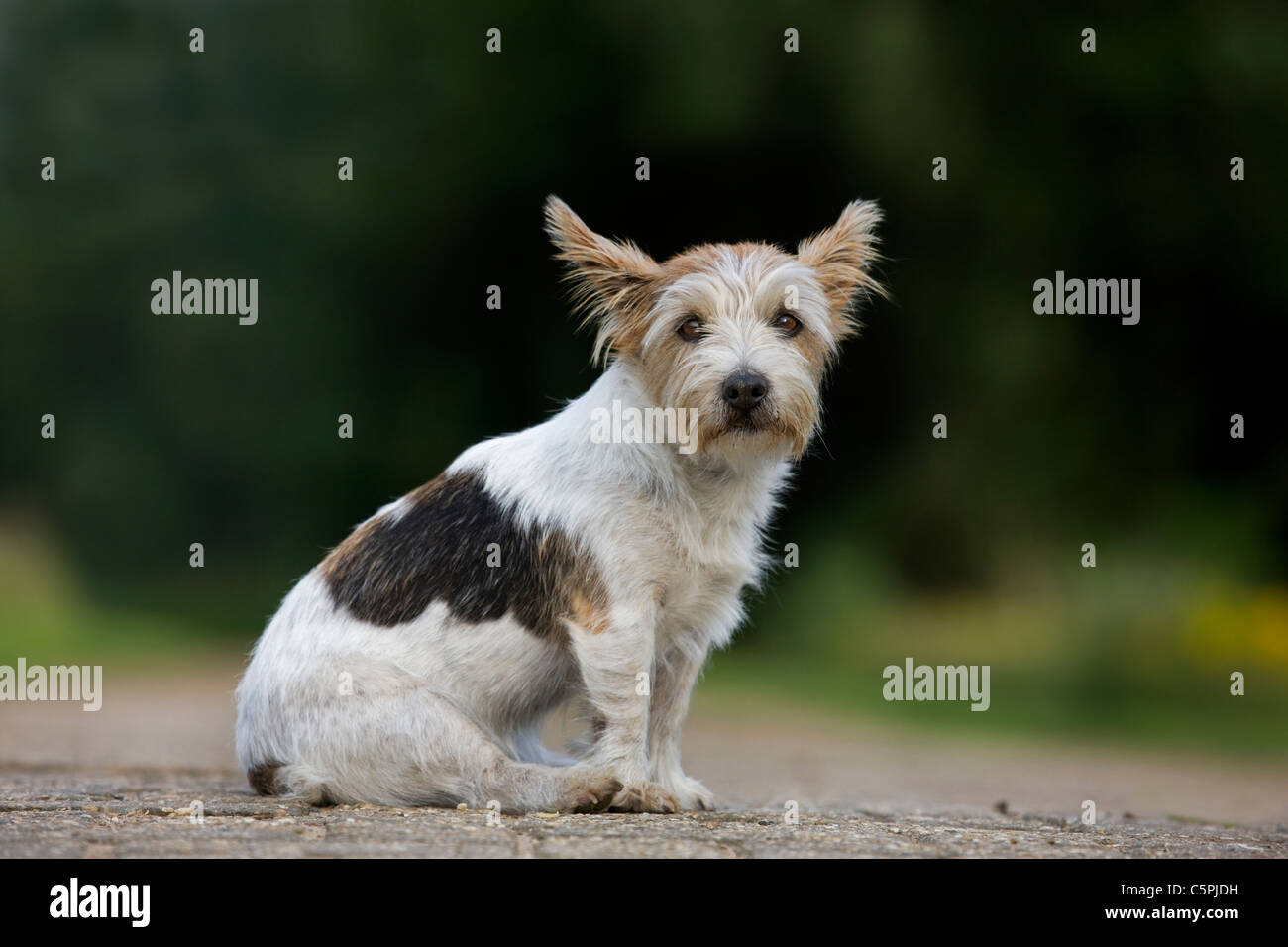 Rough-coated Jack Russell terrier (Canis lupus familiaris) sitting on path Stock Photo