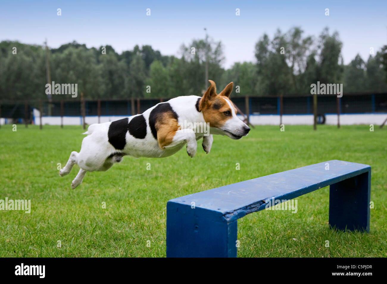 Jumping dog hires stock photography and images Alamy
