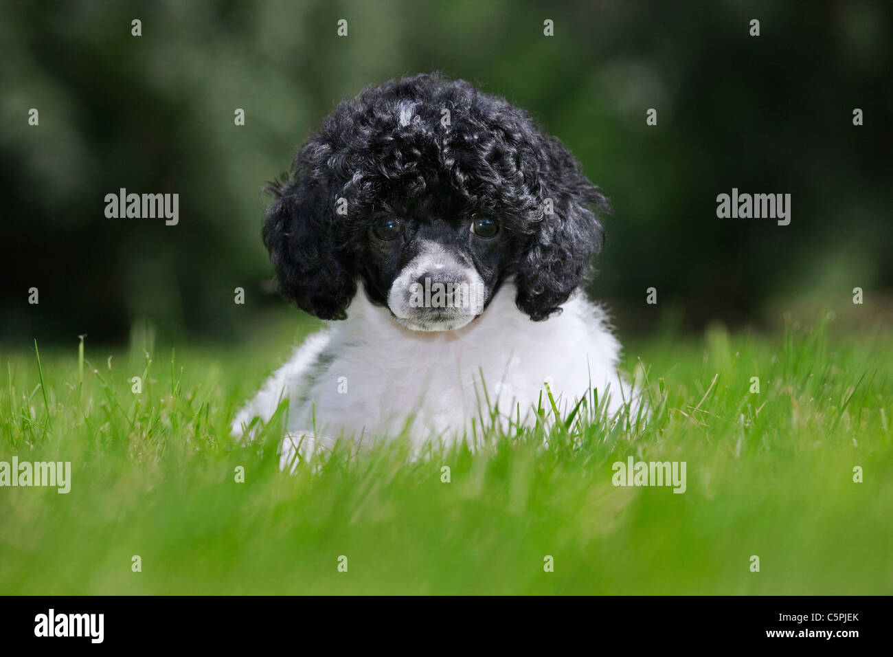 Black and white Miniature / Dwarf / Nain poodle (Canis lupus familiaris) in garden Stock Photo