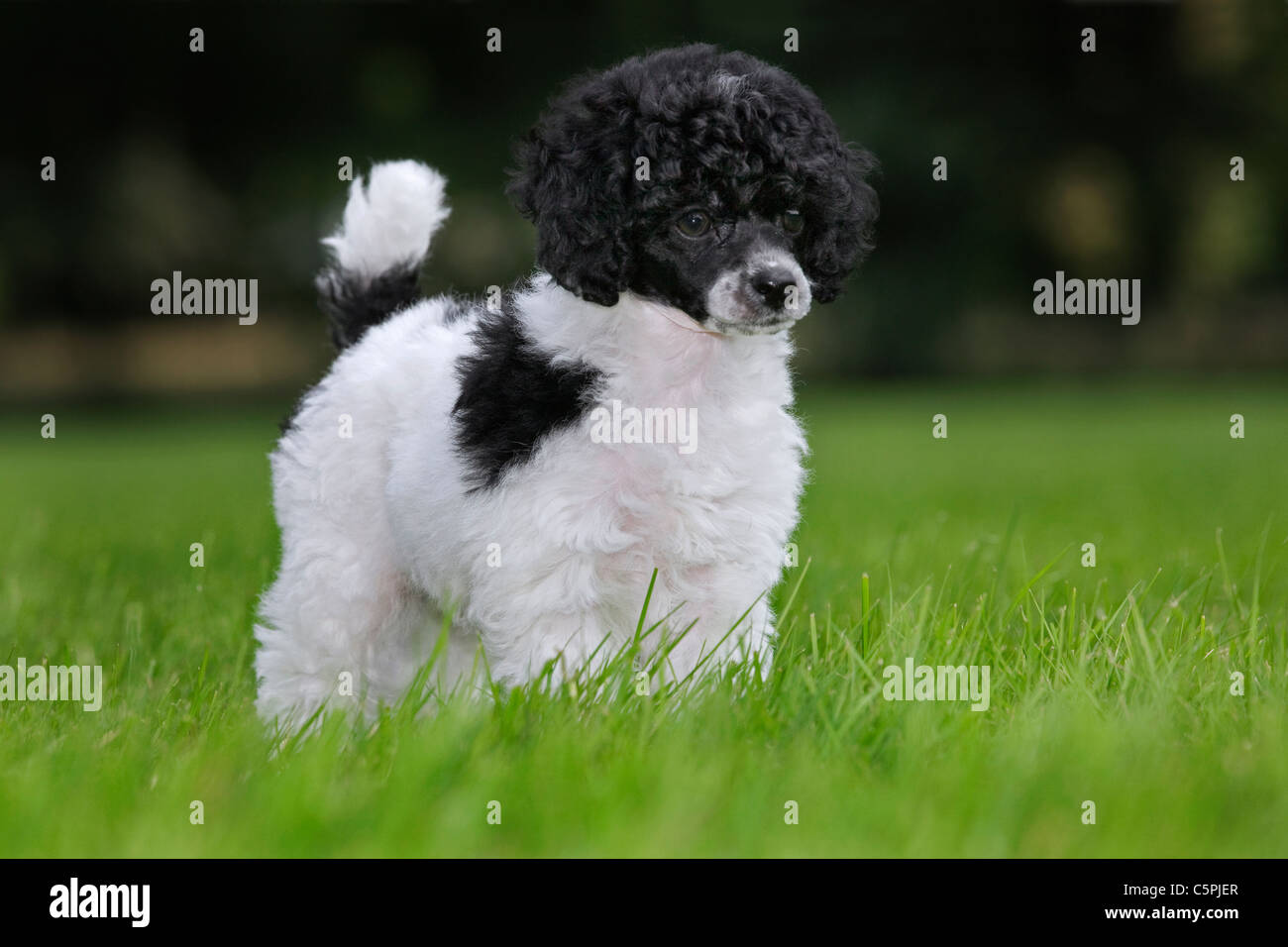 Black and white Miniature / Dwarf / Nain poodle (Canis lupus familiaris) in garden Stock Photo