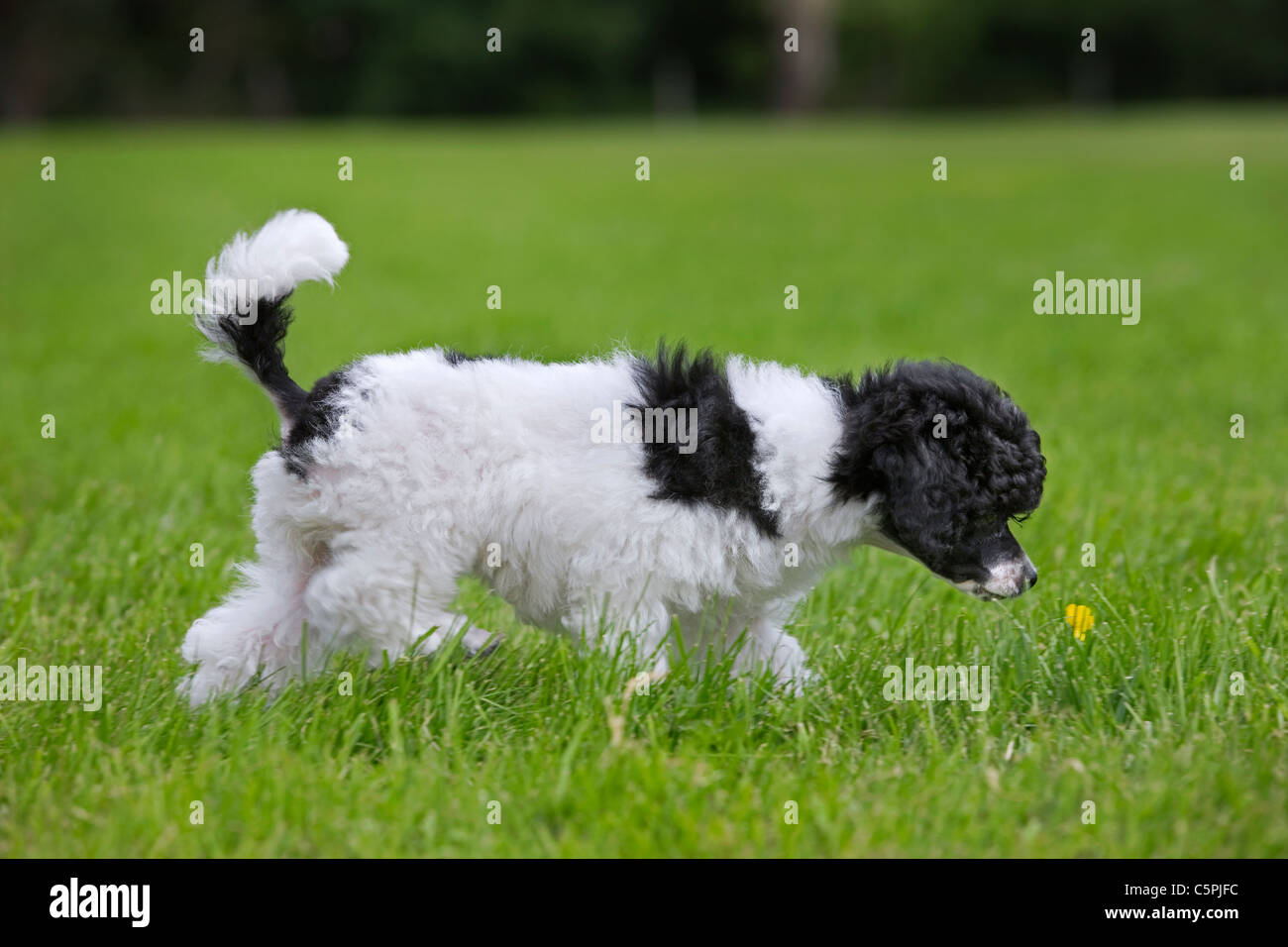 Black and white Miniature / Dwarf / Nain poodle (Canis lupus familiaris) sniffing at flower in garden Stock Photo