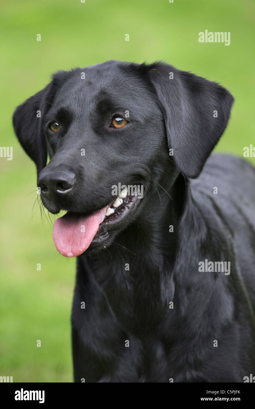 Black Labrador (Canis lupus familiaris) in garden Stock Photo