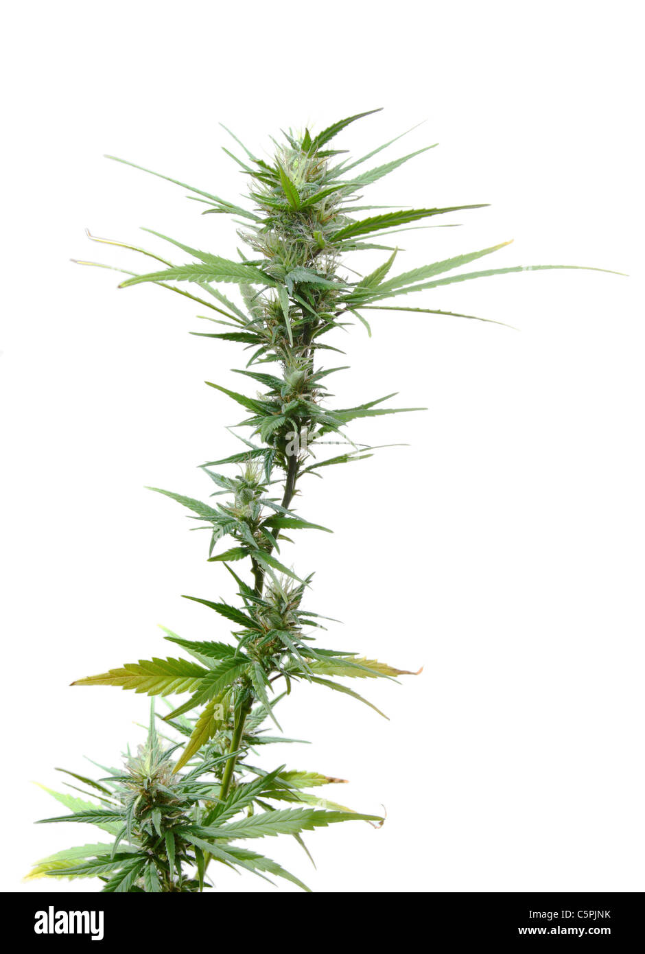 Marijuana plant hi-res stock photography and images - Alamy