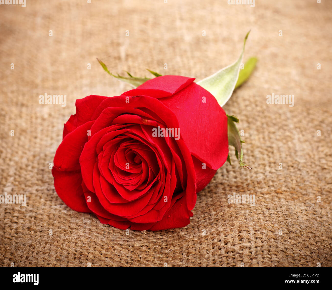 single bright red rose on old canvas Stock Photo - Alamy