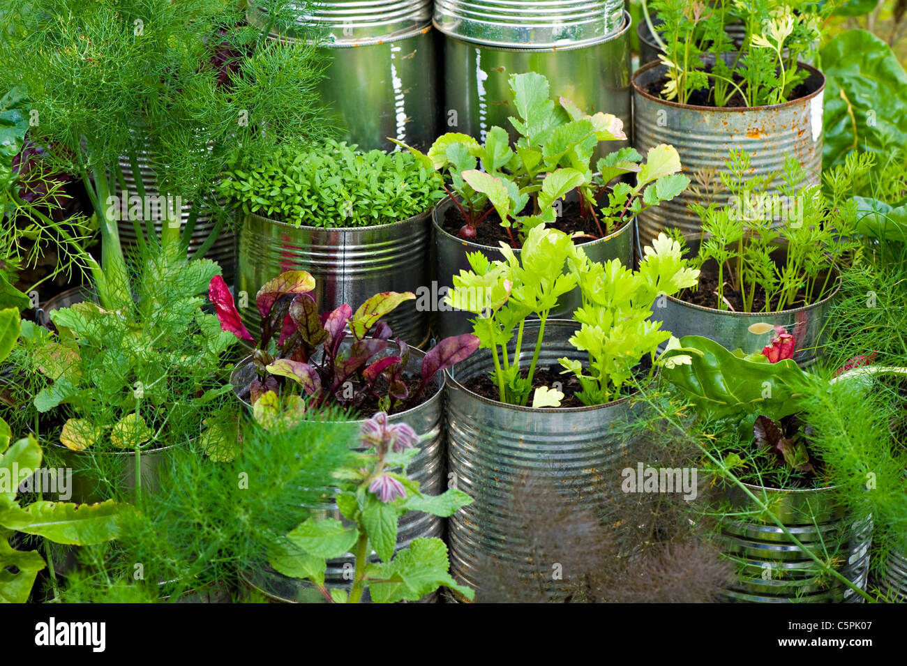 A selection of different herbs grown in tin cans Stock Photo