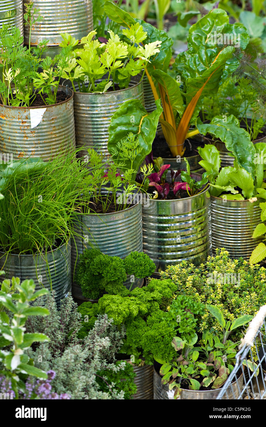 A selection of different herbs grown in tin cans Stock Photo Alamy