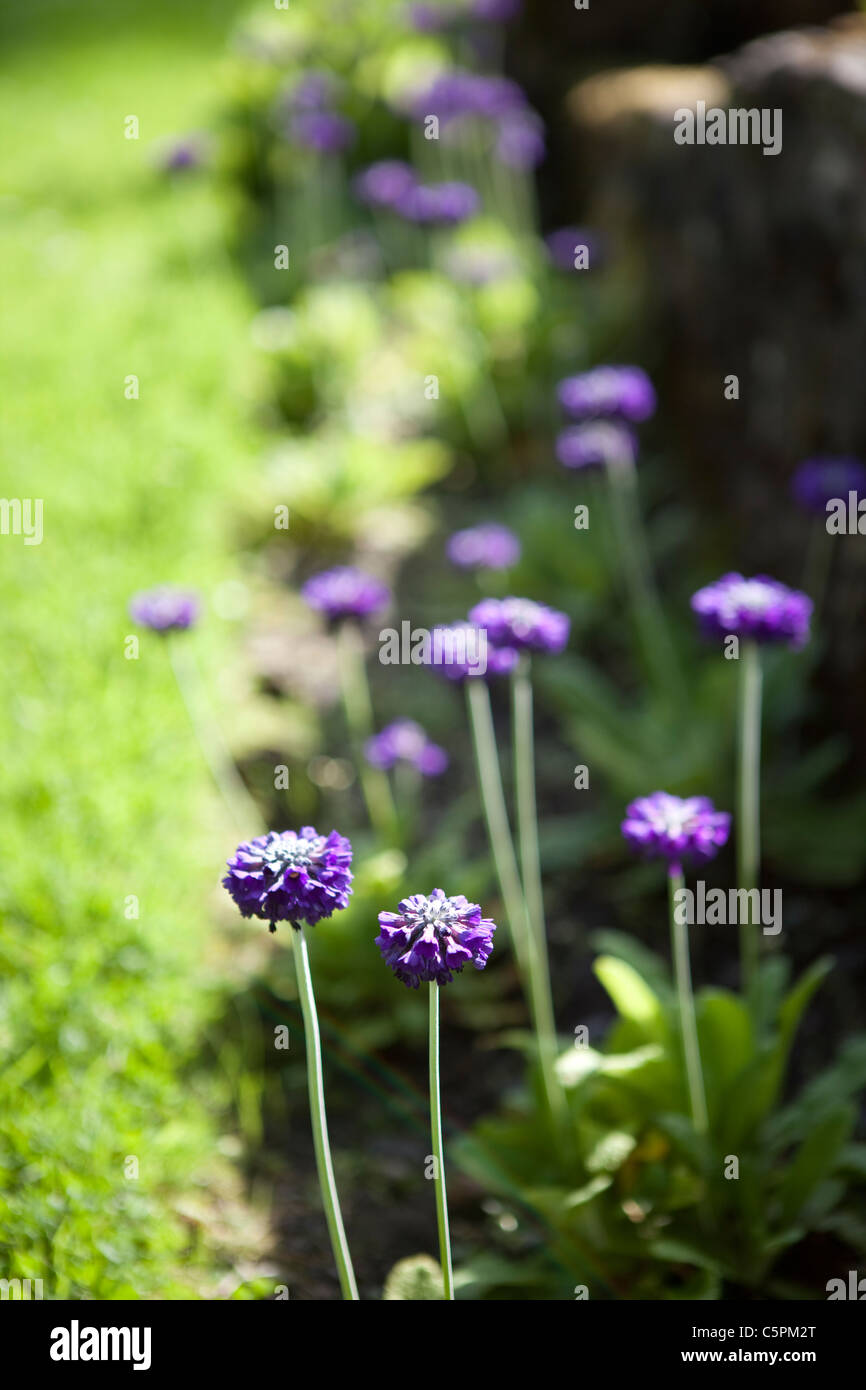 Purple flowers in a garden Stock Photo - Alamy