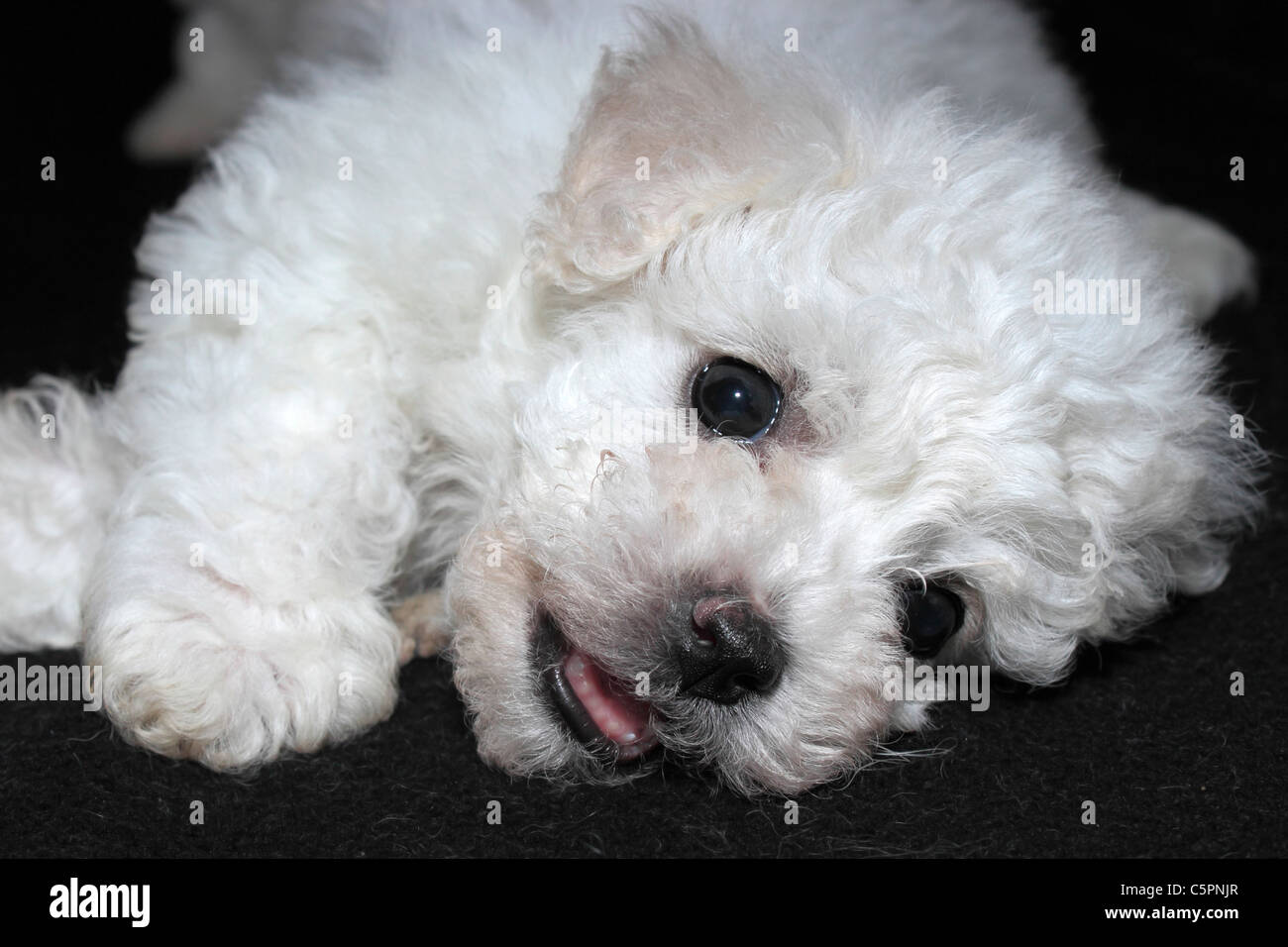 Six week old Bichon Frise Puppy Stock Photo