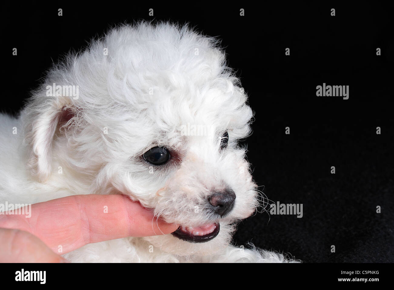 Six week old Bichon Frise Puppy chewing on a finger Stock Photo