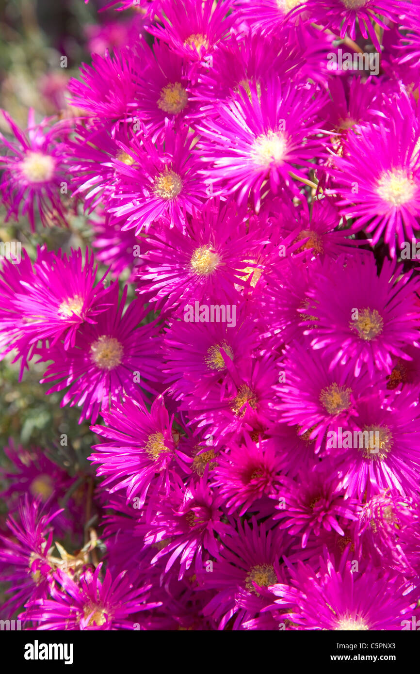 Shocking pink flowers in the Spanish summer sun Stock Photo Alamy