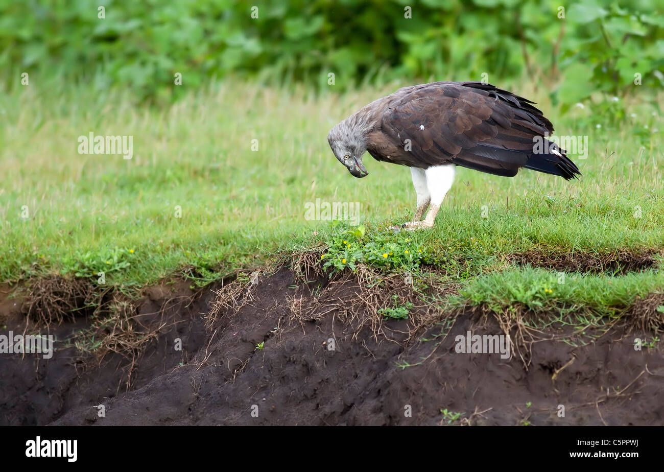 Grey Headed Fish Eagle Stock Photo