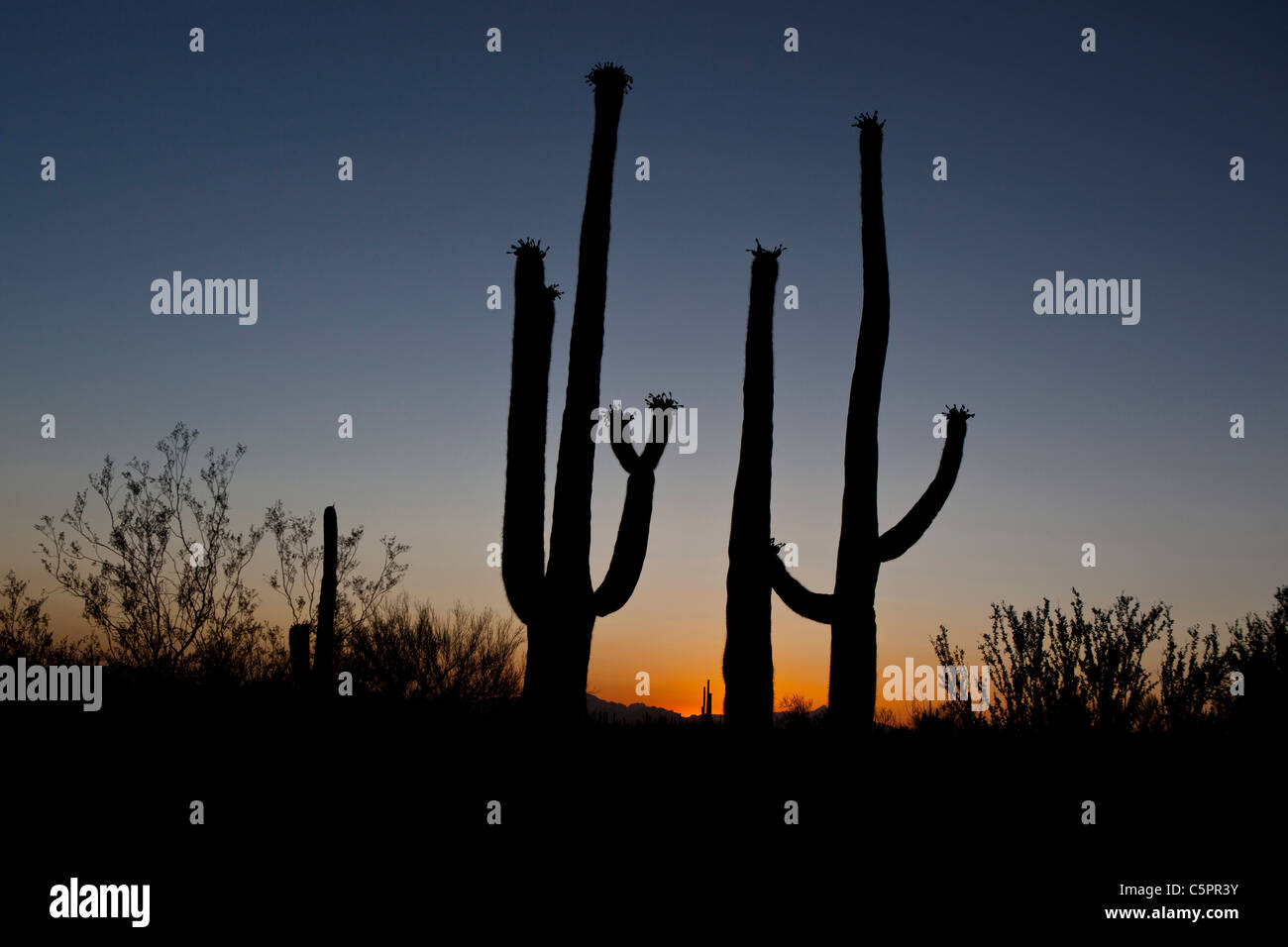 Silhouette of a pair of giant Saguaro cacti (Carnegiea gigantea) at sunset, Saguaro National Park, Tucson, Arizona, USA Stock Photo