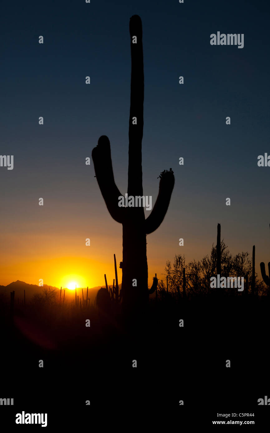 Silhouette of a giant Saguaro cactus (Carnegiea gigantea) at sunset, Saguaro National Park, Tucson, Arizona, USA Stock Photo