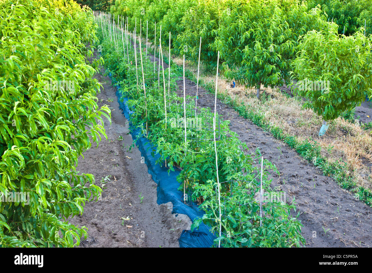 Intercropping, young Nectarine orchard Stock Photo Alamy