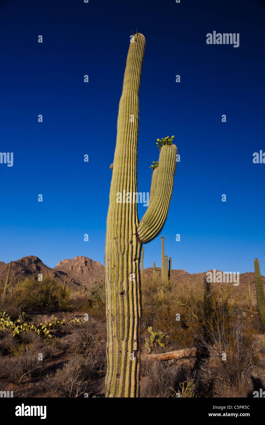 Giant Saguaro cactus (Carnegiea gigantea) with blue sky, Saguaro National Park, Tucson, Arizona, United States of America Stock Photo