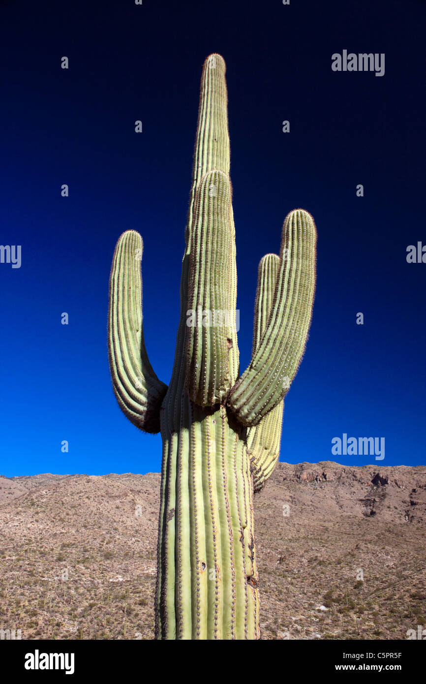 Giant Saguaro cactus (Carnegiea gigantea) with blue sky, Saguaro National Park, Tucson, Arizona, United States of America Stock Photo