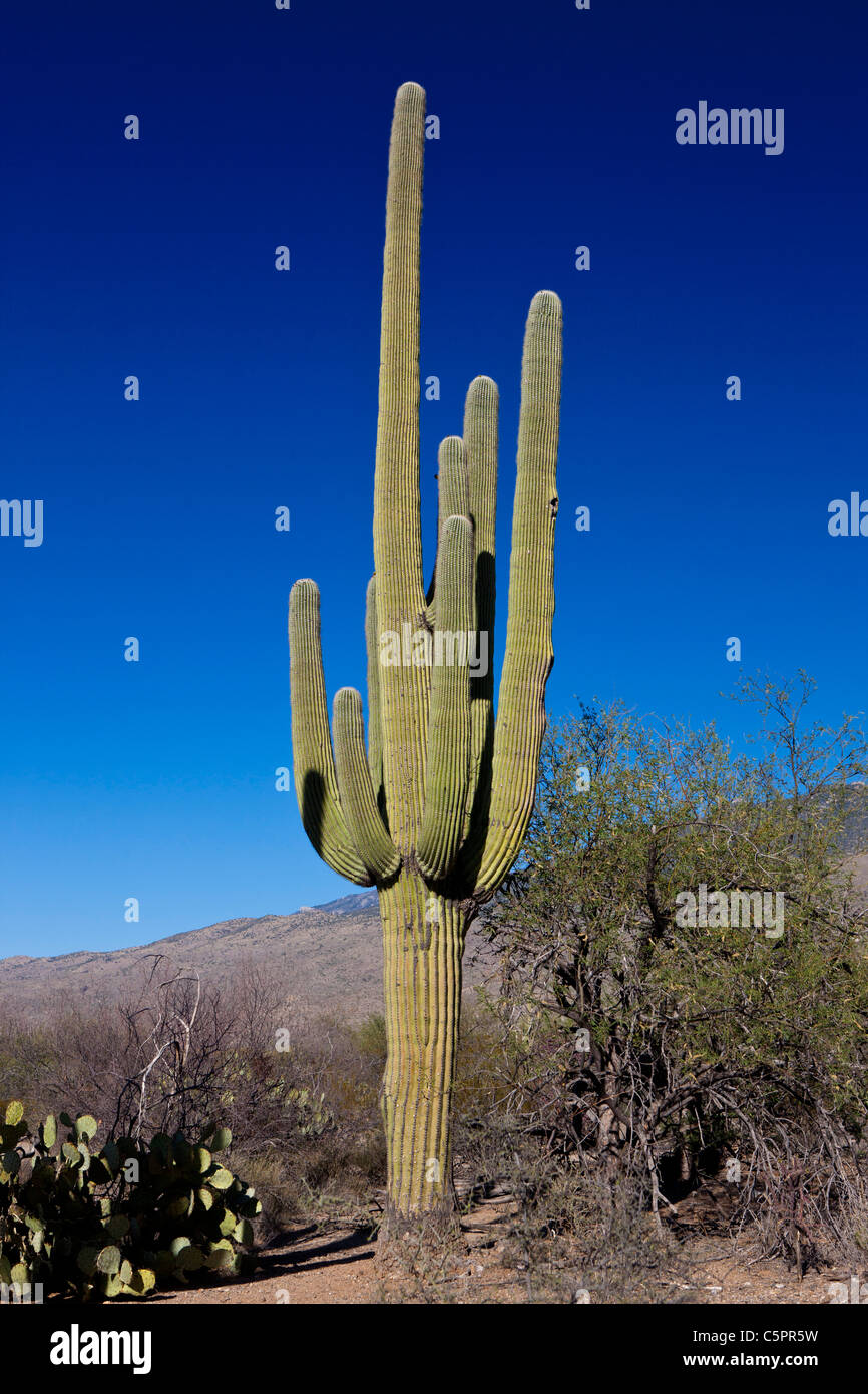 Giant Saguaro cactus (Carnegiea gigantea) with blue sky, Saguaro National Park, Tucson, Arizona, United States of America Stock Photo