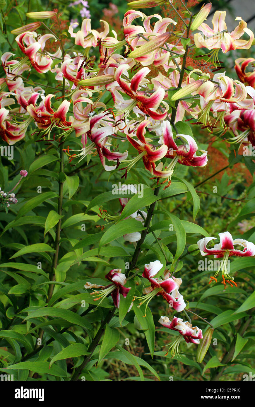 Lily flowers in full bloom Lilium Stock Photo Alamy