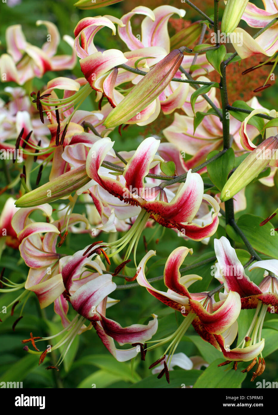 Lily flowers in full bloom Lilium Stock Photo Alamy