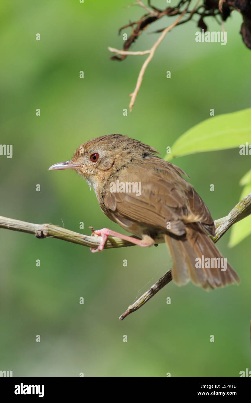 Brownish babbler close-up photo with green blured background Stock Photo