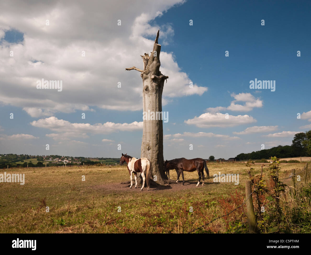 Horses shelter from the sun in the shade of a dead beech tree stump