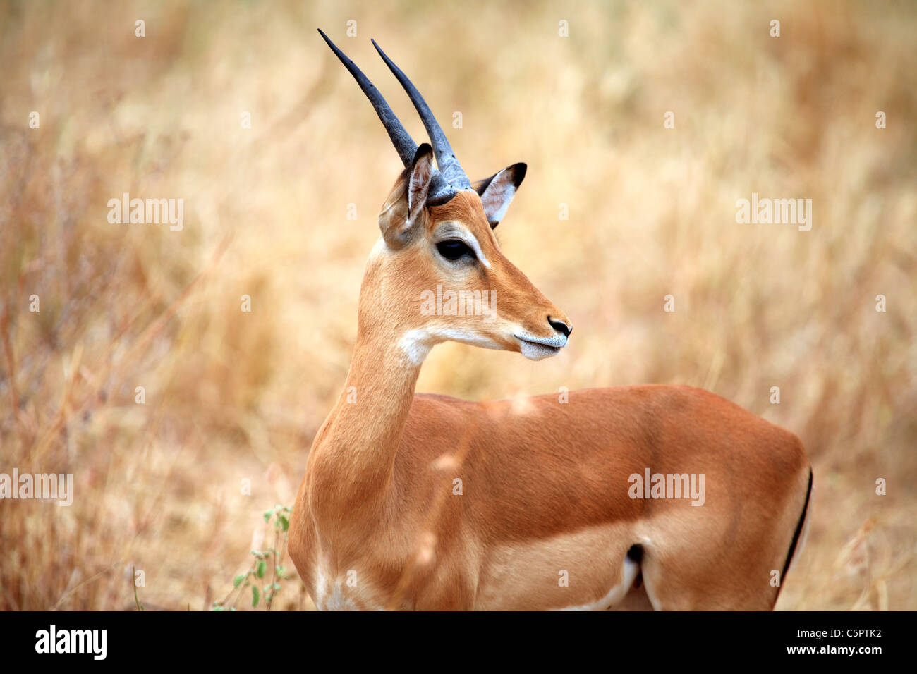 Gazelle, Tarangire National Park, Tanzania Stock Photo