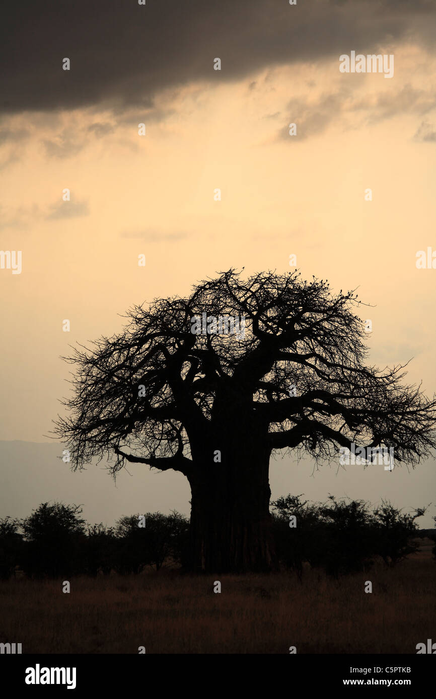 Baobab (Adansonia digitata), Tarangire National Park, Tanzania Stock Photo